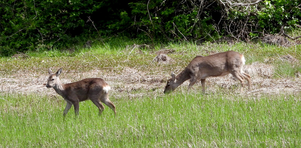 물영아리오름습지의 포유류 - 노루