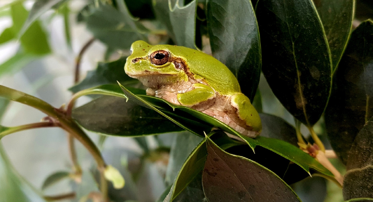 물영아리오름습지의 양서류 - 청개구리