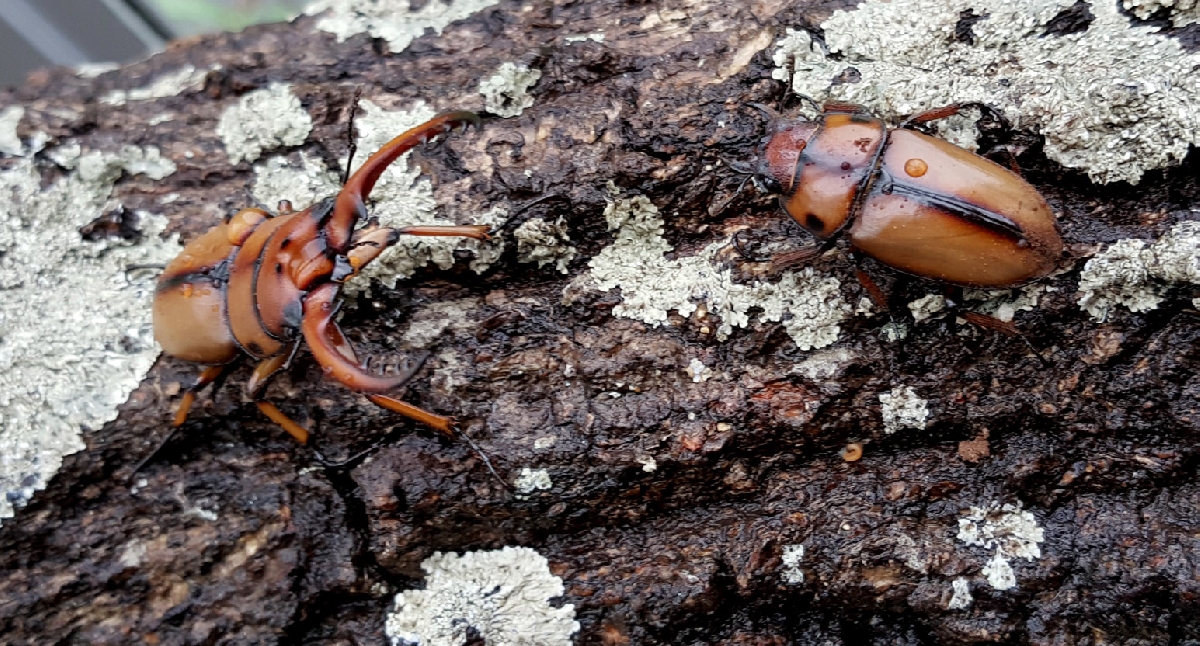 멸종위기야생생물2급 - 두점박이사슴벌레