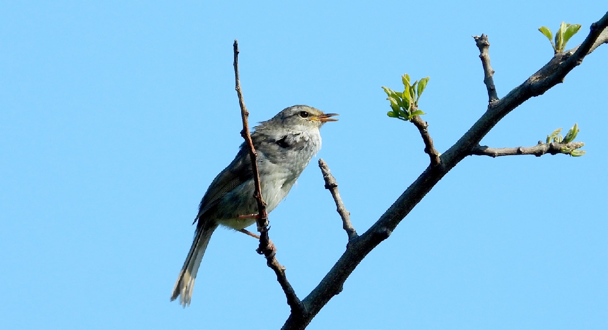 물영아리오름습지의 조류 - 휘파람새