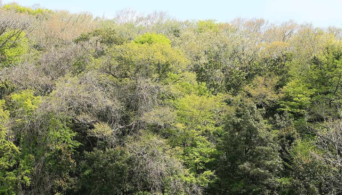 분화구 사면의 상록수림