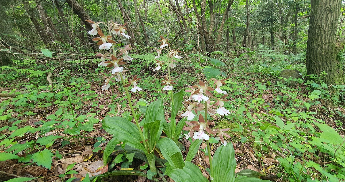 종 다양성이 높은 생물상 보유