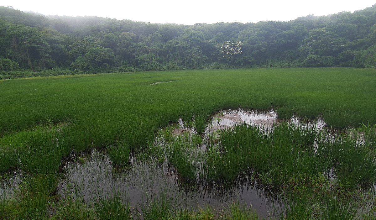정상 분화구호의 식생